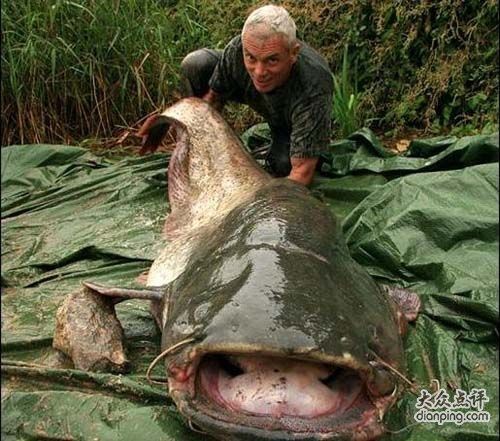 細鮎魚