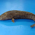 斑魚 斑魚