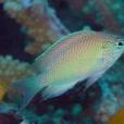 青玉雀魚 青玉雀魚