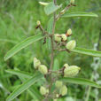 大山芝麻(大山芝麻) 大山芝麻(大山芝麻)