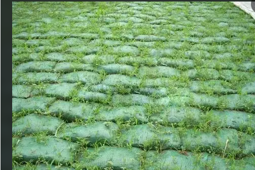 植生帶 植生帶