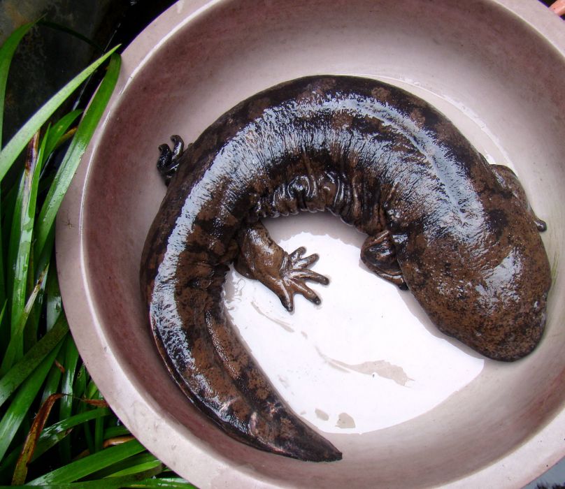 恭城娃娃魚 恭城娃娃魚