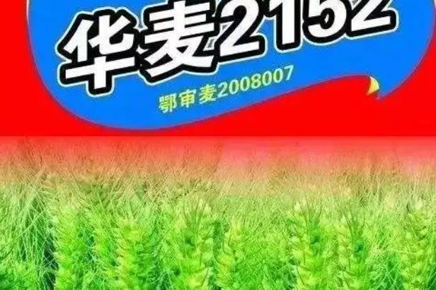 華麥2152 華麥2152