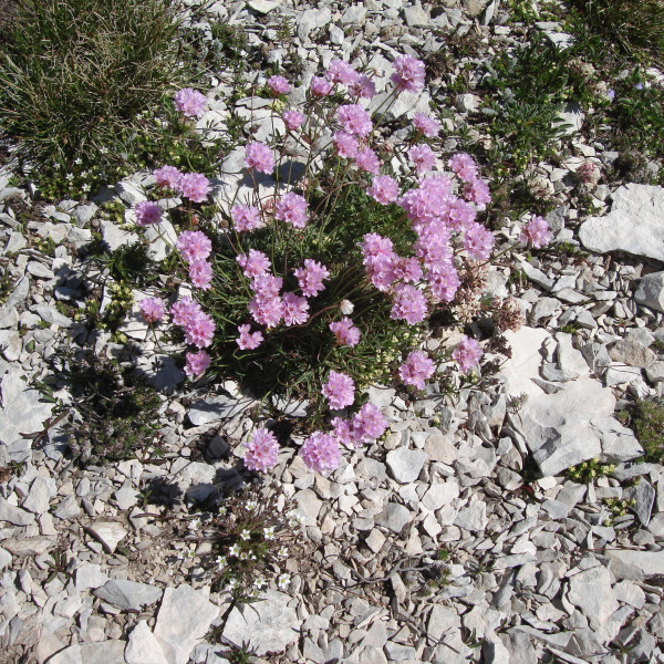 Armeria majellensis