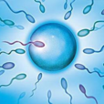 精子存活率 精子存活率