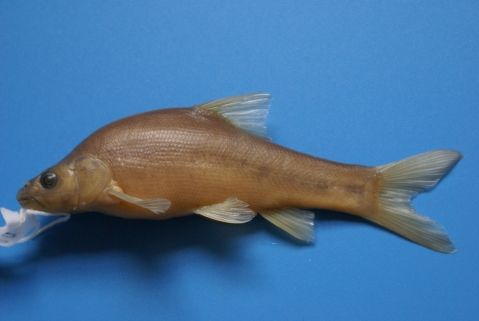 大眼棘桿鮠 大眼棘桿鮠