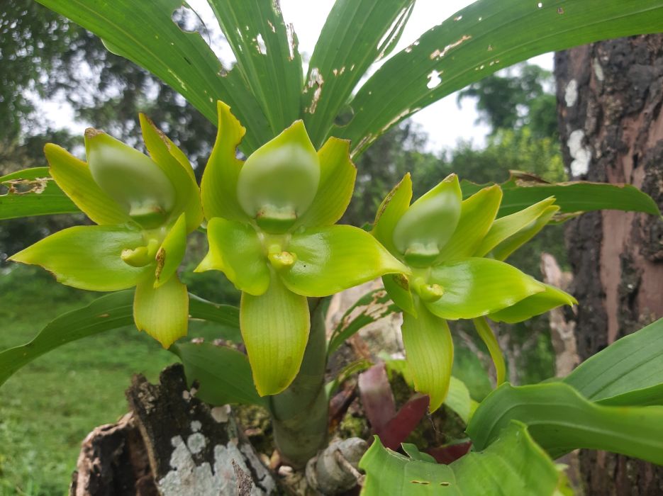 Cycnoches aureum