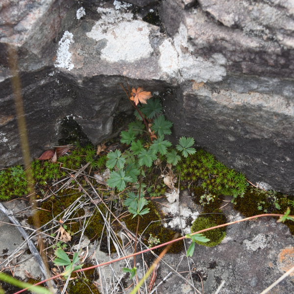 Potentilla rubella
