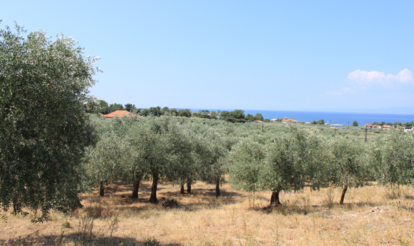 希臘薩索斯島油橄欖