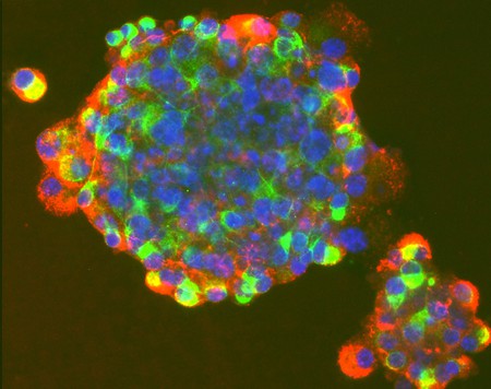 幹細胞培養基