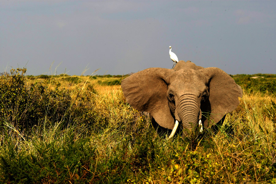 肯亞野生動物保護區