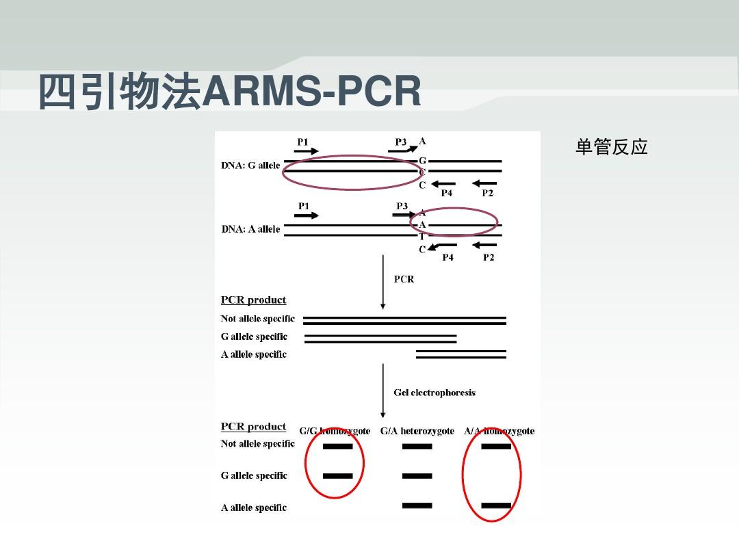 ARMS-PCR