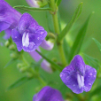 琴乾黃芩 琴乾黃芩