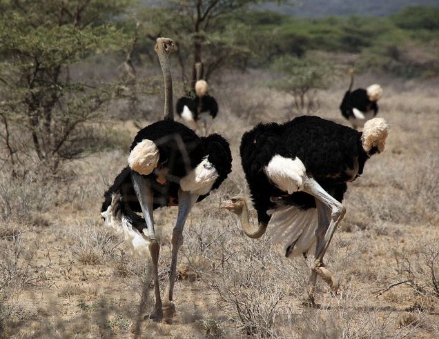 非洲鴕鳥索馬里亞種