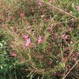 千鳥花 千鳥花