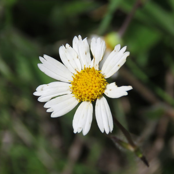 Alloispermum palmeri