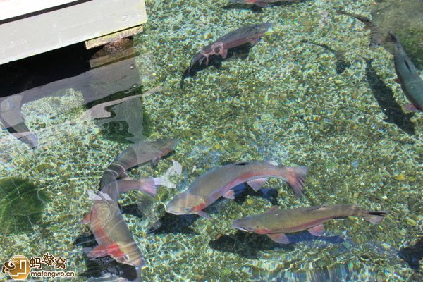 彩虹鱒魚公園
