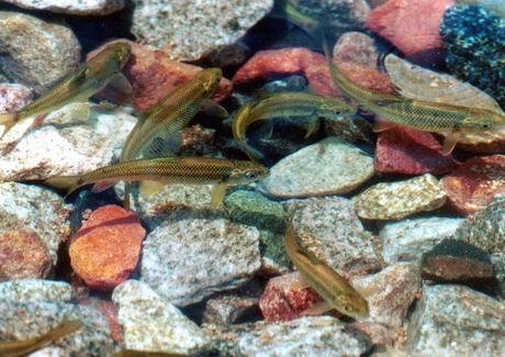 泰山赤鱗魚國家級水產種質資源保護區
