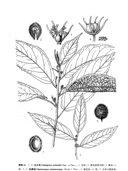 刺果樹 刺果樹