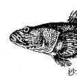 塘鱧魚科 塘鱧魚科
