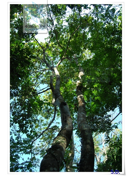 思茅白崖豆(思茅崖豆) 思茅白崖豆(思茅崖豆)