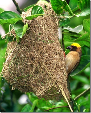 織布鳥在“築巢”