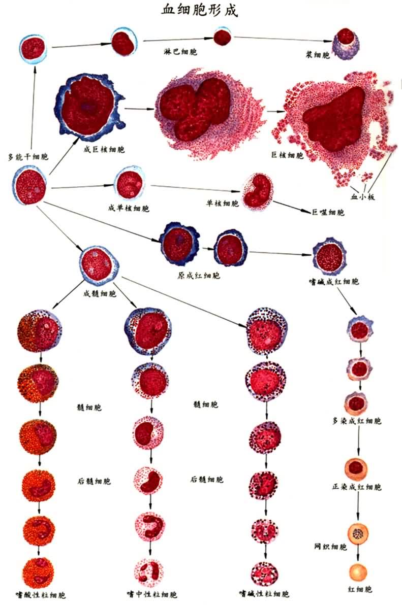 血細胞生成