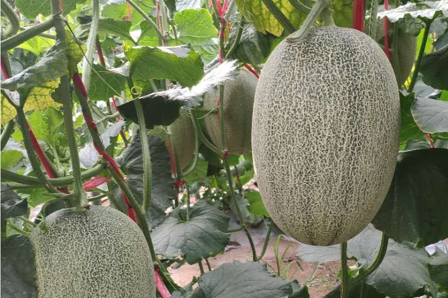 伯洪蜜7號 伯洪蜜7號