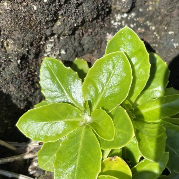 Sinapidendron gymnocalyx