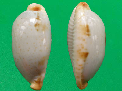 非洲美娘寶螺（上海岡瓦納自然網）