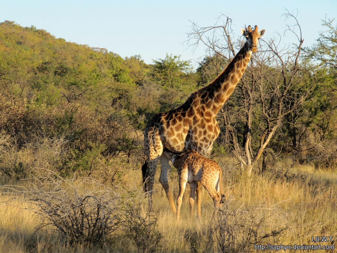 長頸鹿南非亞種