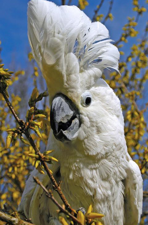 白鳳頭鸚鵡屬
