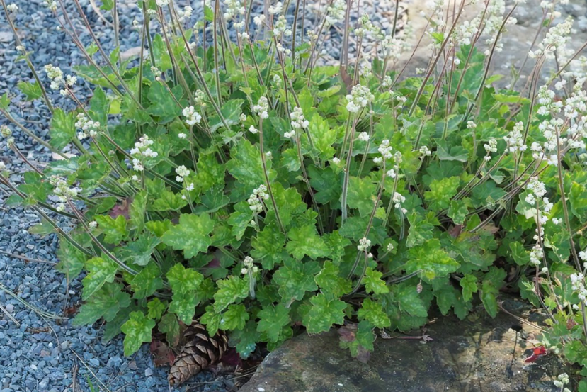 Heuchera \x27Bella Notte\x27