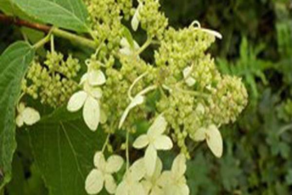 Hydrangea paniculata Hydrangea paniculata