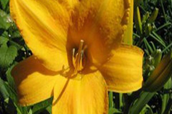 Hemerocallis \x27Chicago Sunrise\x27 Hemerocallis \x27Chicago Sunrise\x27