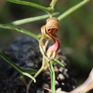 Aristolochia palmeri