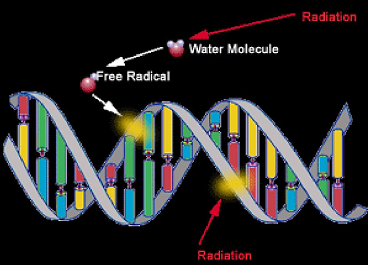 高能粒子與水分子形成的自由基對DNA的破壞
