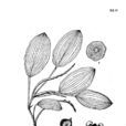 泉生眼子菜 泉生眼子菜