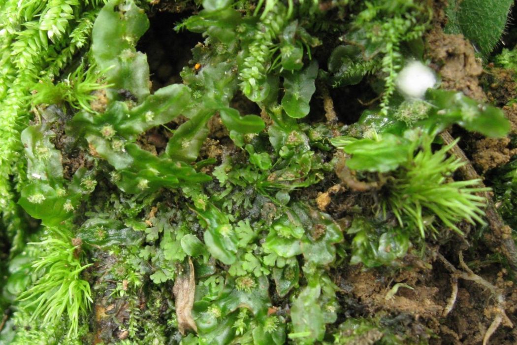 挺葉苔科 挺葉苔科