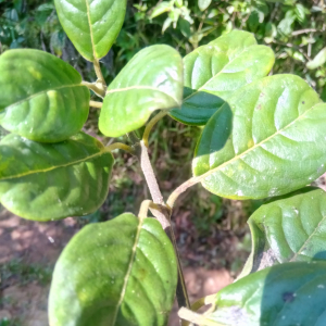 Danais pubescens