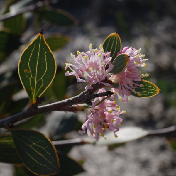 Hakea neurophylla