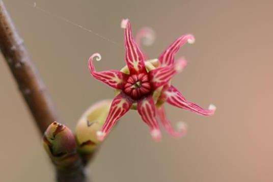 Hamamelis vernalis \x27Sandra\x27