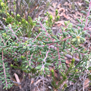 Persoonia hirsuta