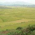 五家寨村(雲南省曲靖市師宗縣龍慶彝族壯族鄉五家寨村) 五家寨村(雲南省曲靖市師宗縣龍慶彝族壯族鄉五家寨村)