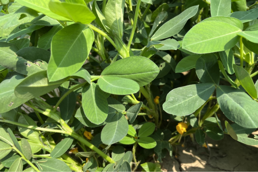 周科花19 周科花19