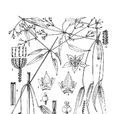 柳葉茜草 柳葉茜草