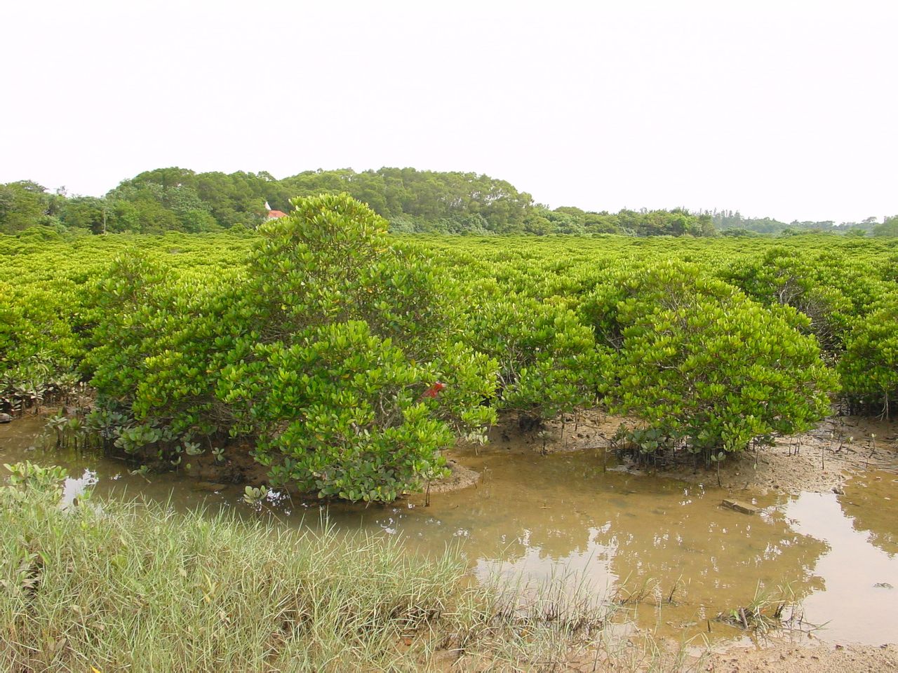 東寨港紅樹林國家級自然保護區