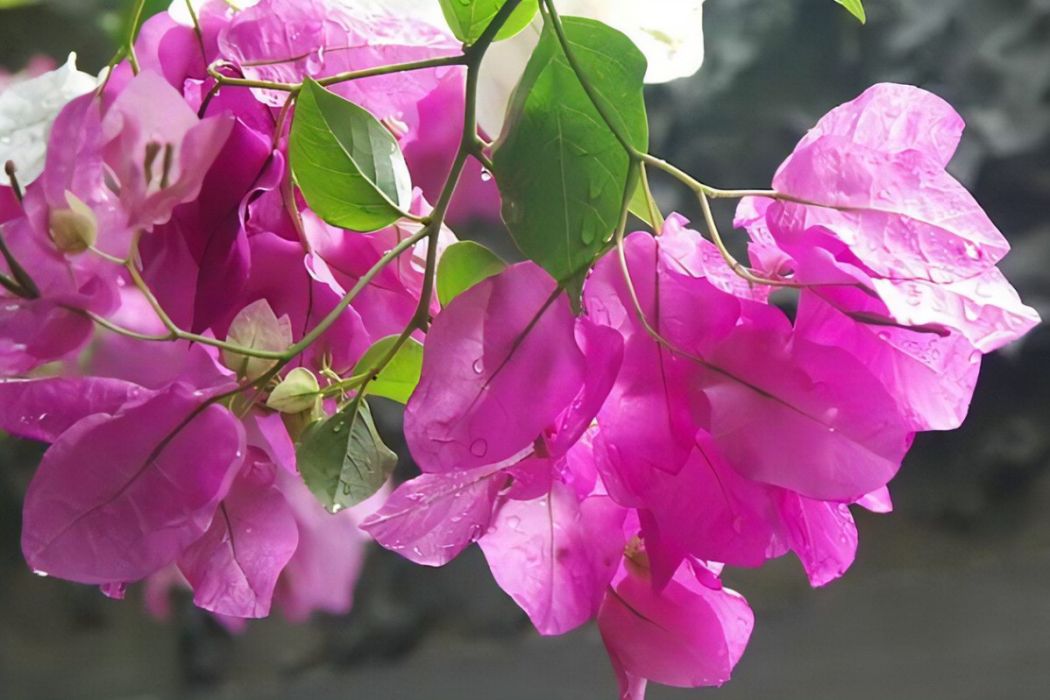 葉子花優樹108 葉子花優樹108