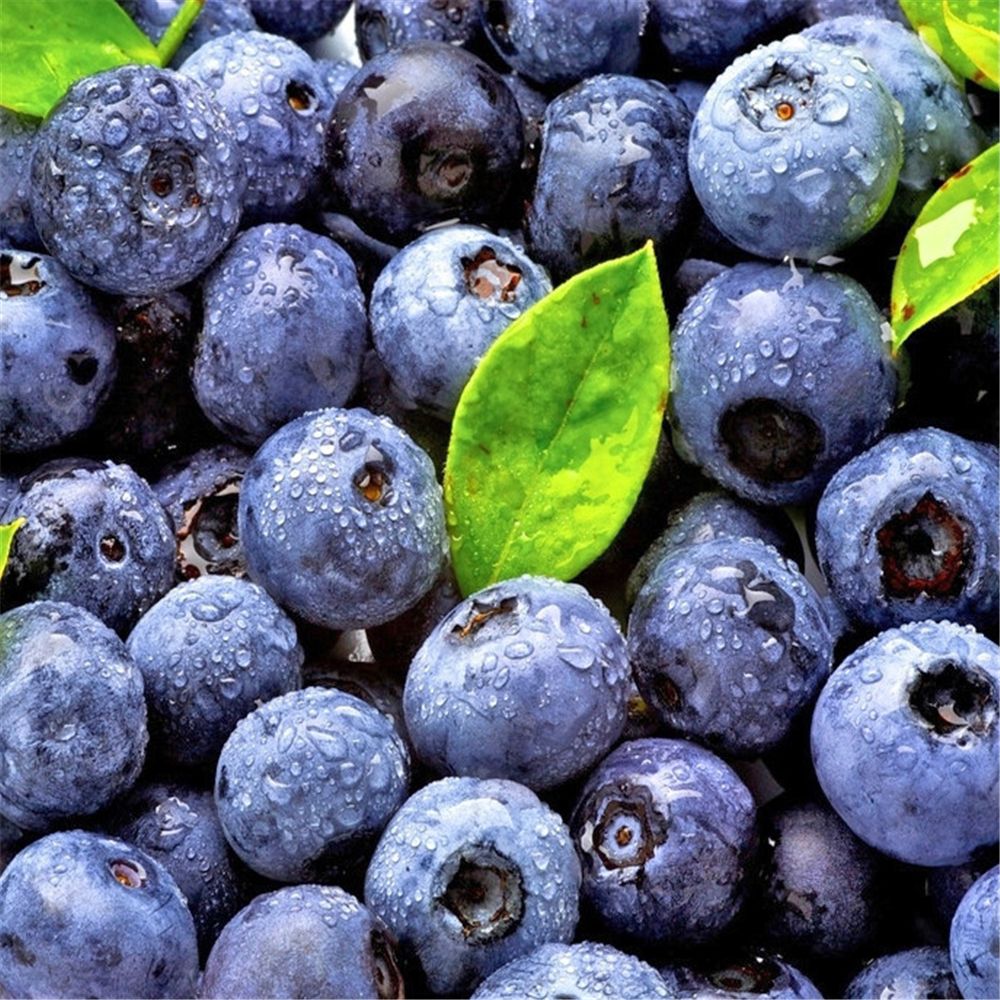 凌源藍莓