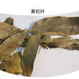 黃杞葉(黃杞葉) 黃杞葉(黃杞葉)